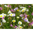 Blumenwiese "Niedrigwachsende Mischung"
